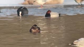 Ringnecked Duck at Dishley Pool Loughborough [upl. by Onilecram]