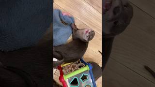 Otters are relaxing and eating😍😁🦦🦦💕Cute Otter ytviral otternoise ytshorts funnyotter [upl. by Ayidah]