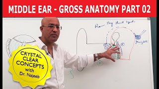 Middle Ear  Gross Anatomy  Part 29 [upl. by Neehar]