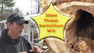 Understanding Verticillium Wilt  A Threat to Your Plants [upl. by Ettenaej]