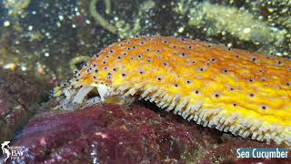 Sea Cucumber Holothuroidea [upl. by Naeruat]