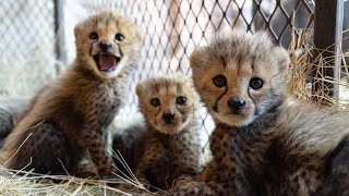 Baby cheetahs make a home at the sanctuary  The Lion Whisperer [upl. by Ettevram]