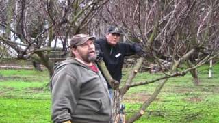 Apricot Pruning [upl. by Rona]