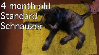 4 Month Old Standard Schnauzer  Burt updates 3 [upl. by Hopper]