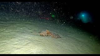 Large Ornate Octopus at Mauna Lani [upl. by Lehcnom]