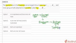 The blastomeres in the blastocyst are arranged into an outer layer A and inner group [upl. by Nahtanod]