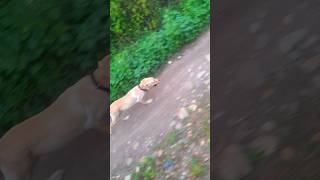 LABRA RUNNING TRAININGdoglover minivlog [upl. by Nedra824]