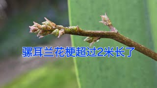 Sophies Garden 骡耳兰的花梗超过2米长了！Trichocentrum luridum [upl. by Ulrika]