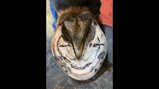 How trim a horse hoof horsecare horsegrooming horseenthusiast equestrian horsefan [upl. by Beaumont]