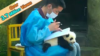 Cute Panda Baby Becomes Nannys Table  iPanda [upl. by Trakas56]