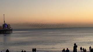 Strength in Numbers Brighton Pier Starling Murmuration Feb 2020 [upl. by Maris]