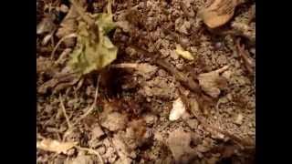 Random Scenes of Daily Ant Hunting and Feeding Adventures  Myrmica rubra [upl. by Otir]