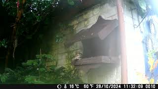 Birdbox Feeder Day 26 asmr nature short shorts wildlife birds education sparrow [upl. by Tdnerb]