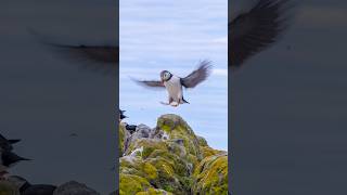 The Adorable Arctic Bird You Need To See puffin animals birds [upl. by Chantalle853]