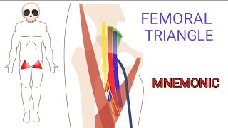 Memorizing the Borders amp Anatomical Structures That Pass Through the Femoral Triangle  MNEMONIC [upl. by Yerdna]