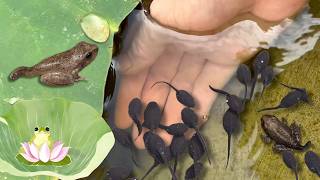 Relaxing Exploration Tadpoles in the Lotus Pond Transforming into Frogs [upl. by Akinat]