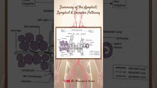 Summary Of The Apoplast Symplast amp Vacuolar Pathway 🌱 PreU Biology STPMALevels shorts short [upl. by Acireit]