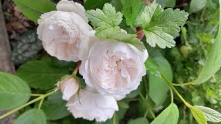 June blooms  including roses nigella and Elder Black Lace [upl. by Yv]