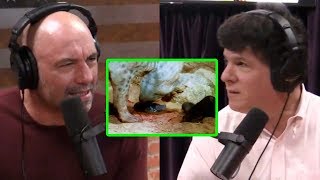 Joe Rogan and Eric Weinstein The Gruesome World of Obligate Siblicide [upl. by Griseldis]