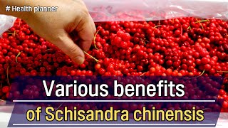 Various benefits of Schisandra chinensis on our body [upl. by Nylinnej]