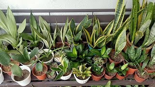 15 Types  Varieties of Sansevieria  Snake Plant With Names and Comparison [upl. by Hanid]