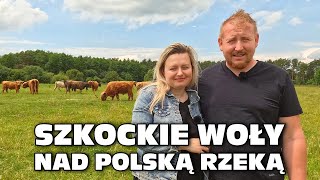 „Szkockie woły nad polską rzeką”  Highland Beef znad Pilicy [upl. by Acimaj706]