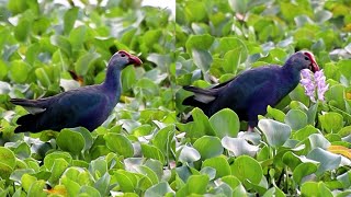 Western swamphen birds [upl. by Eanil]