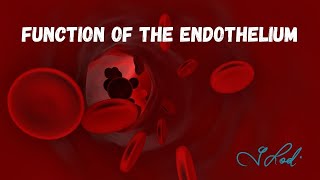 Function Of The Endothelium [upl. by Artied]