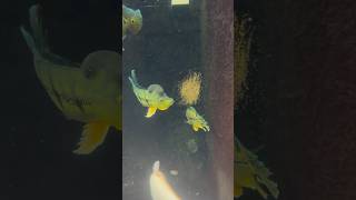 Bass Fish Breeding fish fishing recentaquariumfishpriceatgaliff [upl. by Querida]