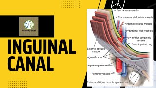 Inguinal Canal Anatomy [upl. by Certie]