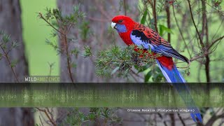 Crimson Rosella Calls amp Sounds [upl. by Brien]