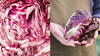 Coltivare il radicchio [upl. by Osnola]