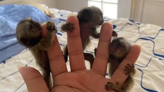 Adorable Finger Marmoset Monkey [upl. by Ecinnaj]