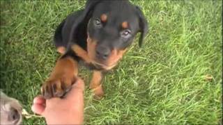 Rottweiler puppy 12 weeks old [upl. by Maressa801]