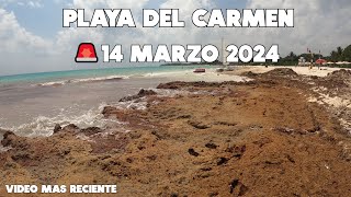 PLAYA DEL CARMEN🔴ACTUALIZACION 14 MARZO SARGAZO PUNTA ESMERALDA [upl. by Dupaix649]