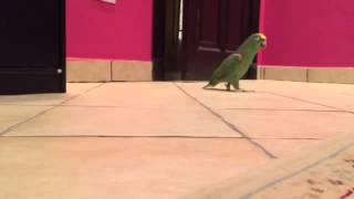 This bird laughs manically after struggle getting into owners room [upl. by Gladine]