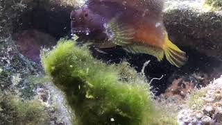 Starry Blenny eating blue hair algae [upl. by Uta]