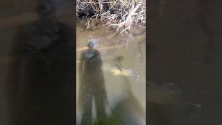 2 Huge Cod FIGHTING for Territory fish fishing murraycod fishinglife [upl. by Naujyt]