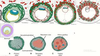 Placental chorionic villus and its parts placenta embryology fetaldevelopment [upl. by Venetis]