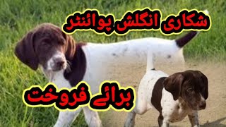 Shikari English Pointer Dog For Sale In Pakistan  Hunting Dog Pakistan 2023 [upl. by Kcirdorb]