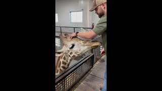 Animal chiropractor faces his biggest challenge  cracking a giraffes neck [upl. by Lalita]