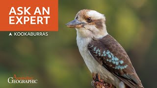 Kookaburra FAQs Australias Laughing Bird Explained [upl. by Loux]