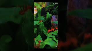 Apple 6s vedeo shot 😛😛 2024 nature 1millionviewsinoneday hiphopmusic loveallahﷻmusicgenrehome [upl. by Emirac]