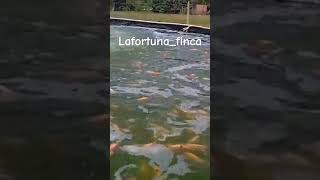 Hermosa tilapia roja 🐟 suscribete acuicultura mojarras simbiotica biofloc viral [upl. by Owades69]