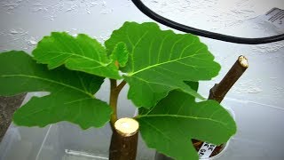 What I Do With Rooted Fig Cuttings Through the Winter [upl. by Madox]