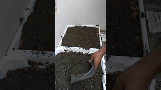 Save the Environment ।growing vegitables in thermocol containers  Shorts [upl. by Nabetse442]