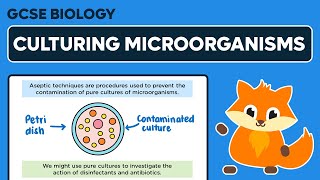 Culturing Microorganisms  GCSE Biology [upl. by Enoid]