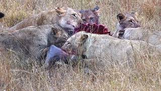 Lions Finish a Wildebeest [upl. by Yllod]