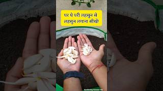 Easy way to grow garlic in pots and Containers  lahsun kaise lagate hain [upl. by Nortyad]