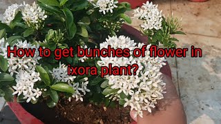 How to grow and care Ixora plant terracegardeningforbeginners ixoraplant beautifulflower care [upl. by Wilmar458]